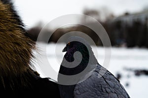 A lot of pigeons. Pigeons in a bunch and one at a time. Feeding the pigeons. Birds in the winter. Pigeon macro, red paw, pigeon