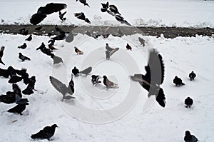 A lot of pigeons. Pigeons in a bunch and one at a time. Feeding the pigeons. Birds in the winter. Pigeon macro, red paw, pigeon