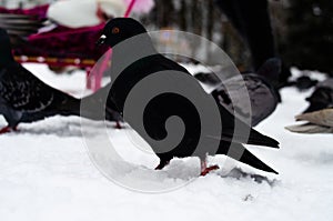 A lot of pigeons. Pigeons in a bunch and one at a time. Feeding the pigeons. Birds in the winter. Pigeon macro, red paw, pigeon