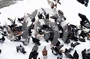 A lot of pigeons. Pigeons in a bunch and one at a time. Feeding the pigeons. Birds in the winter. Pigeon macro, red paw, pigeon