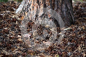 A lot of pine cones close-up