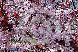 A lot of pink flowers of Prunus pissardii