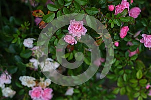 A lot of pink garden roses. Dense bush. Green leaves. Blooming.
