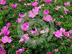 A lot of pink rosehip flowers