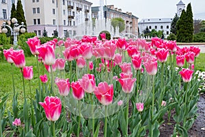 A lot of pink tulips in a flower bed against the backdrop of a fountain.
