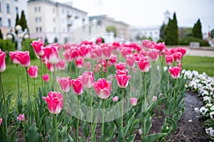 A lot of pink tulips in a flower bed against the backdrop of a fountain.