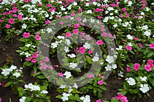 A lot of pink and white flowers of Catharanthus roseus