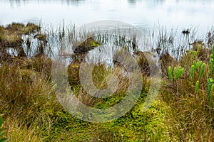 A lot of Plants and Vegetation Around a Small Lagoon photo