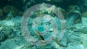 A lot of plastic and other debris lies at the bottom of the coral reef, nearby swims tropical fishes. Plastic garbage environmenta