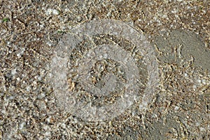 Lot of poplar fluff and seeds on asphalt, nature background