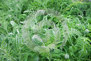 A lot of poppy buds in the green grass background. Bud of flower and water drops. Rain weather.