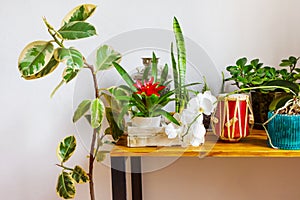 A lot of potted house plants on wooden desk. Home garden, interior design.