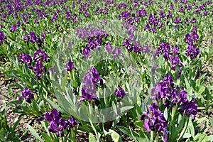 A lot of purple flowers of dwarf irises
