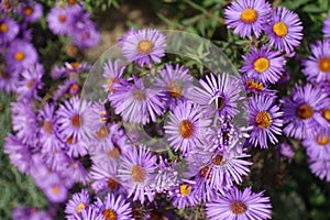 A lot of purple flowers of New England aster in October photo