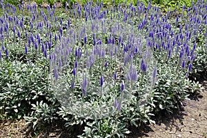 A lot of purple flowers of Veronica spicata incana