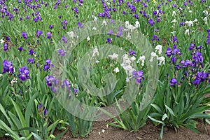 A lot of purple, white and yellow flowers of Iris germanica in May