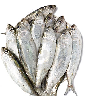 A lot of raw Azov shad photo