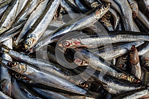 Lot of raw fresh anchovies fishes. Top view. Sea food background theme. Hamsi.