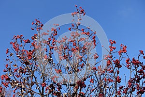 A lot of red berries on bare branches of whitebeam against blue sky