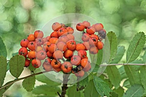 a lot of red berries of mountain ash on a branch