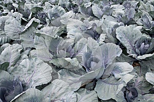 A lot of red cabbage is growing in a field in Germany. The vegetables are not yet ripe