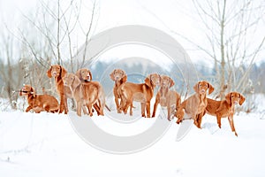 A lot of red dogs visla are playing the snow, portrait