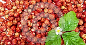 A lot of red juicy wild strawberry with a green leaf and a flower of wild strawberry rotate. Close up. Loop. Healthy