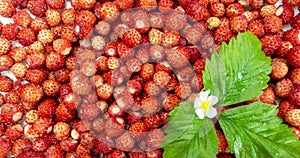 A lot of red juicy wild strawberry with a green leaf and a flower of wild strawberry rotate. Close up. Loop. Healthy