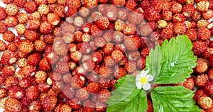 A lot of red juicy wild strawberry with a green leaf and a flower of wild strawberry rotate. Close up. Loop. Healthy