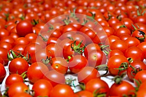 A lot of red, ripe tomato close-up