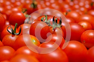 A lot of red, ripe tomato close-up