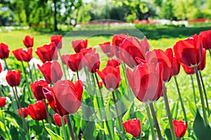 Lot of red tulips in the flower-bed