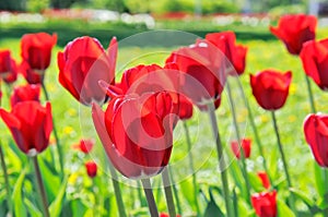 Lot of red tulips in the flower-bed
