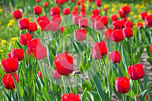 Lot of red tulips in the spring sunshine