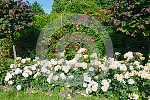 A lot of red, white, pink roses in the rose garden among the green trees