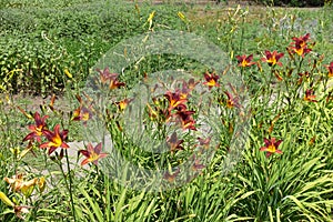 A lot of red and yellow flowers of daylilies in June