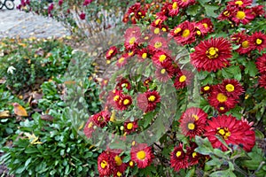 A lot of red and yellow flowers of semidouble Chrysanthemums