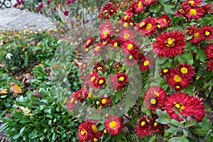 A lot of red and yellow flowers of semidouble Chrysanthemums photo