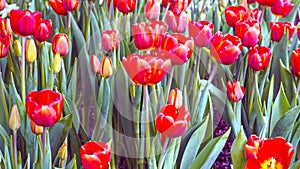 Red and yellow tulip flowers