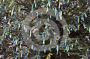 A lot of ribbons in the colors of the Ukrainian national flag adorn the branches of a tree. Performance for EuroMaida