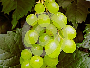 A lot of ripe grapes close-up. Grape sort. Vineyard ripe grapes in harvest season.