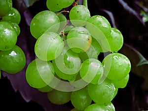 A lot of ripe grapes close-up. Grape sort. Vineyard ripe grapes in harvest season.