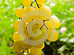 A lot of ripe grapes close-up. Grape sort. Vineyard ripe grapes in harvest season.