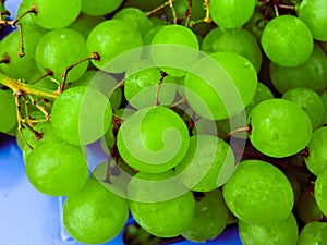 A lot of ripe grapes close-up. Grape sort. Vineyard ripe grapes in harvest season.