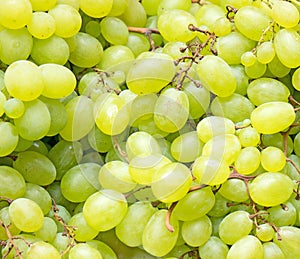 Lot of ripe green grapes.