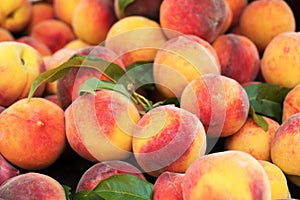 Lot of ripe peaches.