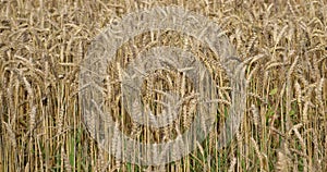 A lot of ripe wheat spikelets are swaying in the wind in an Irish farmer`s field. Wheat plant close-up. Ripe cereal crops