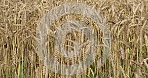 A lot of ripe wheat spikelets are swaying in the wind in an Irish farmer`s field. Wheat plant close-up. Ripe cereal crops. video