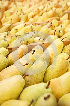 A lot of ripe yellow pears after harvest in a box. Market or supermarket