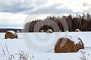 A lot of round hay in the winter forest, lying under the snow, a rural landscape Agriculture